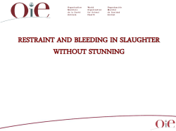 10. Restrain and bleeding in slaughter without stunning