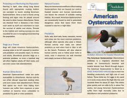 American Oystercatcher here