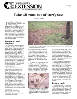 Take-all root rot of turfgrass