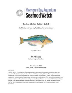 Tilefish Seafood Watch Report