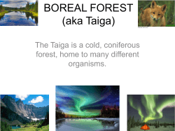 BOREAL FOREST (aka Taiga)