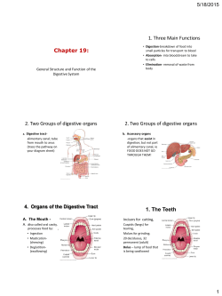 Chapter 19: The Digestive System