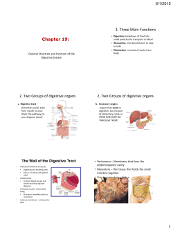 Chapter 19: The Digestive System