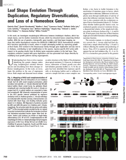 Leaf Shape Evolution Through Duplication, Regulatory