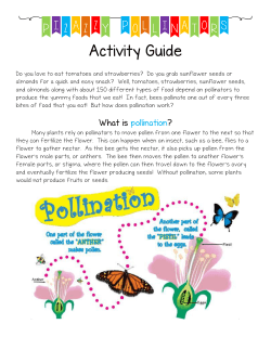 Pizazzy Pollinators Activity Guide