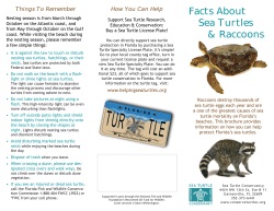 Facts About Sea Turtles & Raccoons