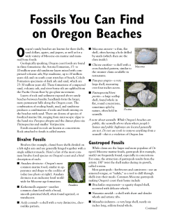 Fossils You Can Find on Oregon Beaches