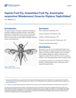 Sapote Fruit Fly, Serpentine Fruit Fly, Anastrepha serpentina