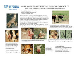 visual guide to interpreting physical evidence of coyote