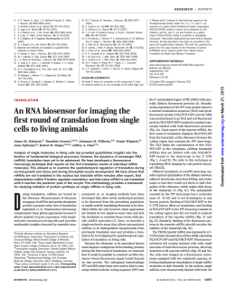 An RNA biosensor for imaging the first round of translation from