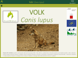 Volk (Canis lupus)