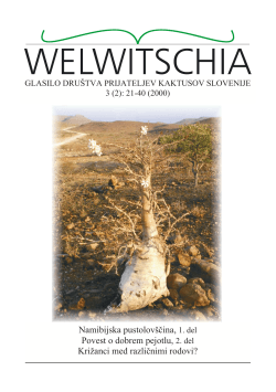 Welwitschia 3