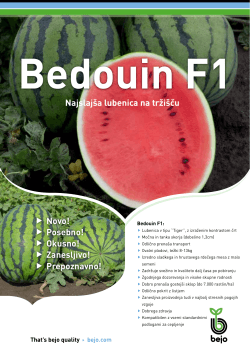 Bedouin F1 - Agrocasol Plus doo