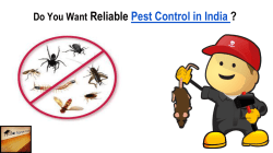 Pest Control in India