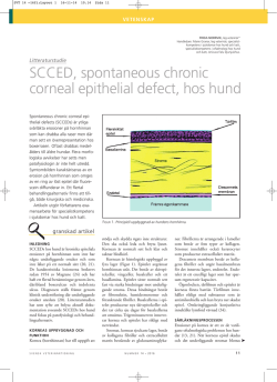 SCCED, spontaneous chronic corneal epithelial defect, hos hund