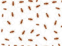 Kakerlakker – Folkehelseinstituttet