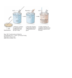 1. Bakterier overføres fra agarplade til op- løsning