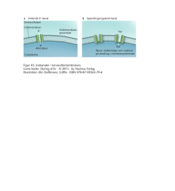 Figur 45. Ionkanaler i nervecellemembranen.