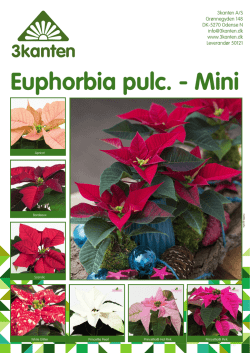 Euphorbia pulc.