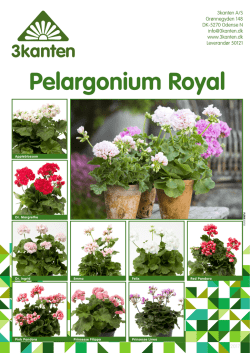 Pelargonium Royal