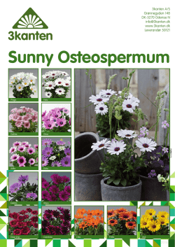Sunny Osteospermum