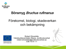 Bönsmyg Bruchus rufimanus
