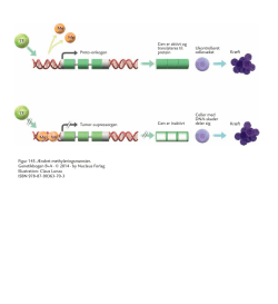 Proto-onkogen Gen er aktivt og translateres til