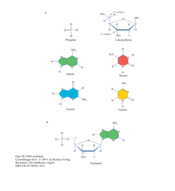 HO OH HH a 3` carbon 5` carbon NH2 NH2 H3C