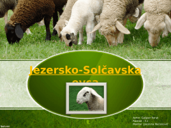 Jezersko-Solčavska ovca