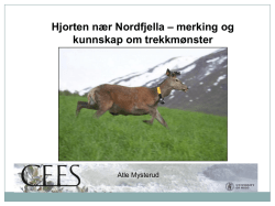 Hjorten nær Nordfjella – merking og kunnskap om