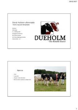 Dansk Holstein aftenmøde Køerne
