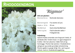 Rigmor - Alperosen Rhododendron A/S