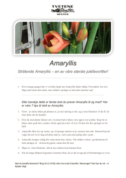 Amaryllis - Tvetene Blomstersenter