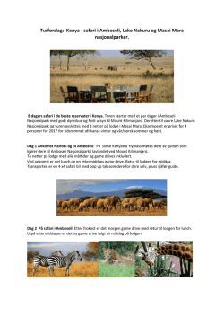 Turforslag: Kenya - safari i Amboseli, Lake Nakuru og Masai Mara