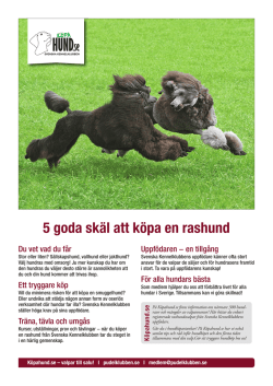 Affischer Rashund i fokus A3.indd