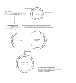 Restriktionssite Restriktionssite Resistensgen DNA