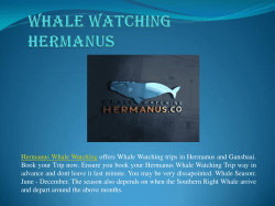Whale Watching Hermanus