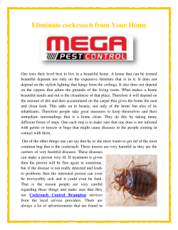 Eliminate cockroach from Your Home