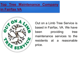 Top Tree Maintenance Company in Fairfax in VA